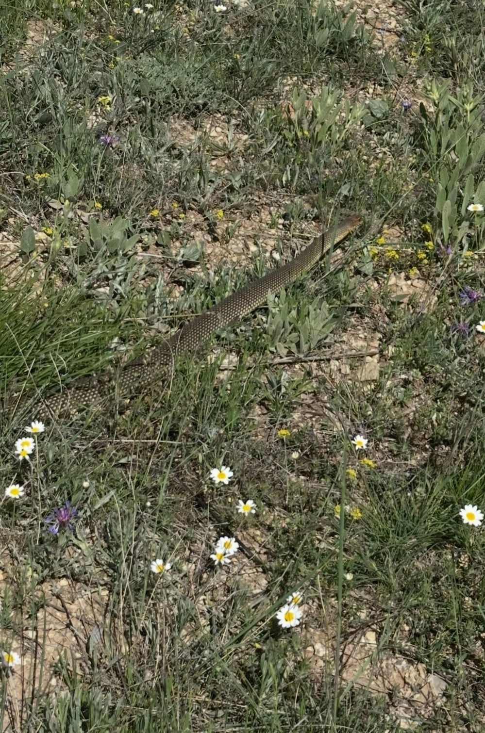 Burdur’da eve giren ’Hazer yılanı’ doğaya salındı