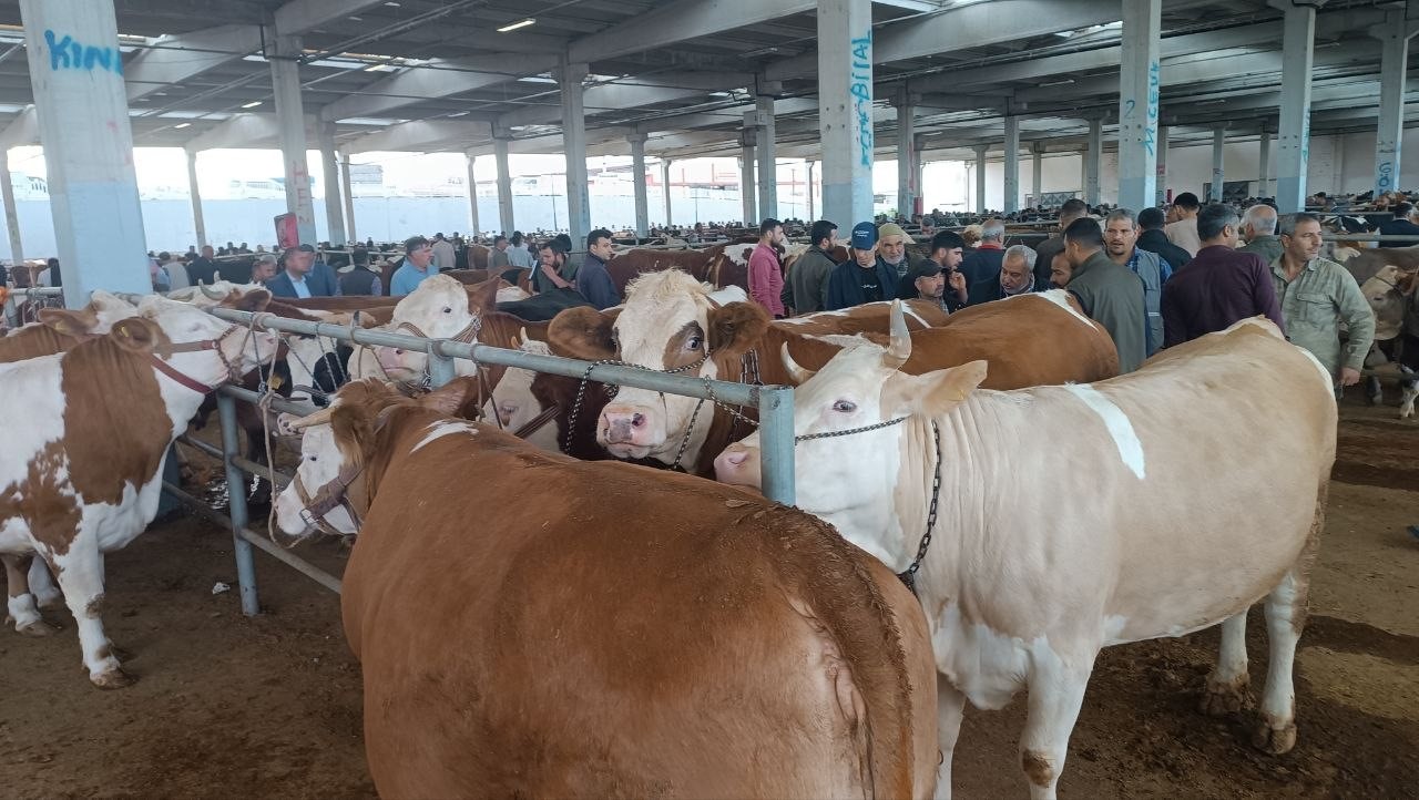 Şanlıurfa&rsquo;da komisyoncularla besicilerin rekabeti başladı
