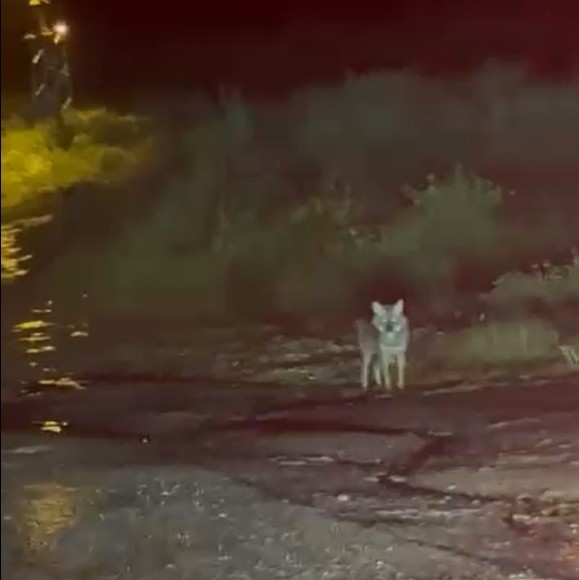 Sinop’ta çakal görüntülendi