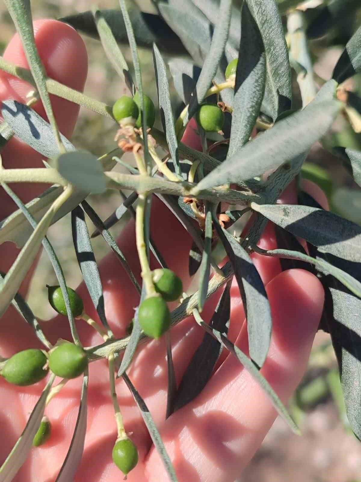 Didim’de zeytin üreticilerine "zeytin güvesi" uyarısı