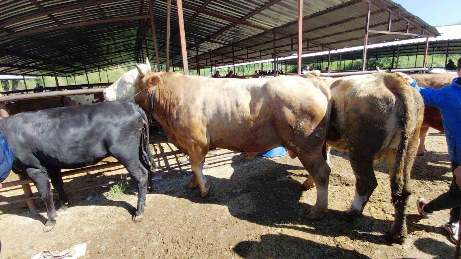 704 kiloluk dana i&ccedil;in dakikalarca pazarlık yaptılar
