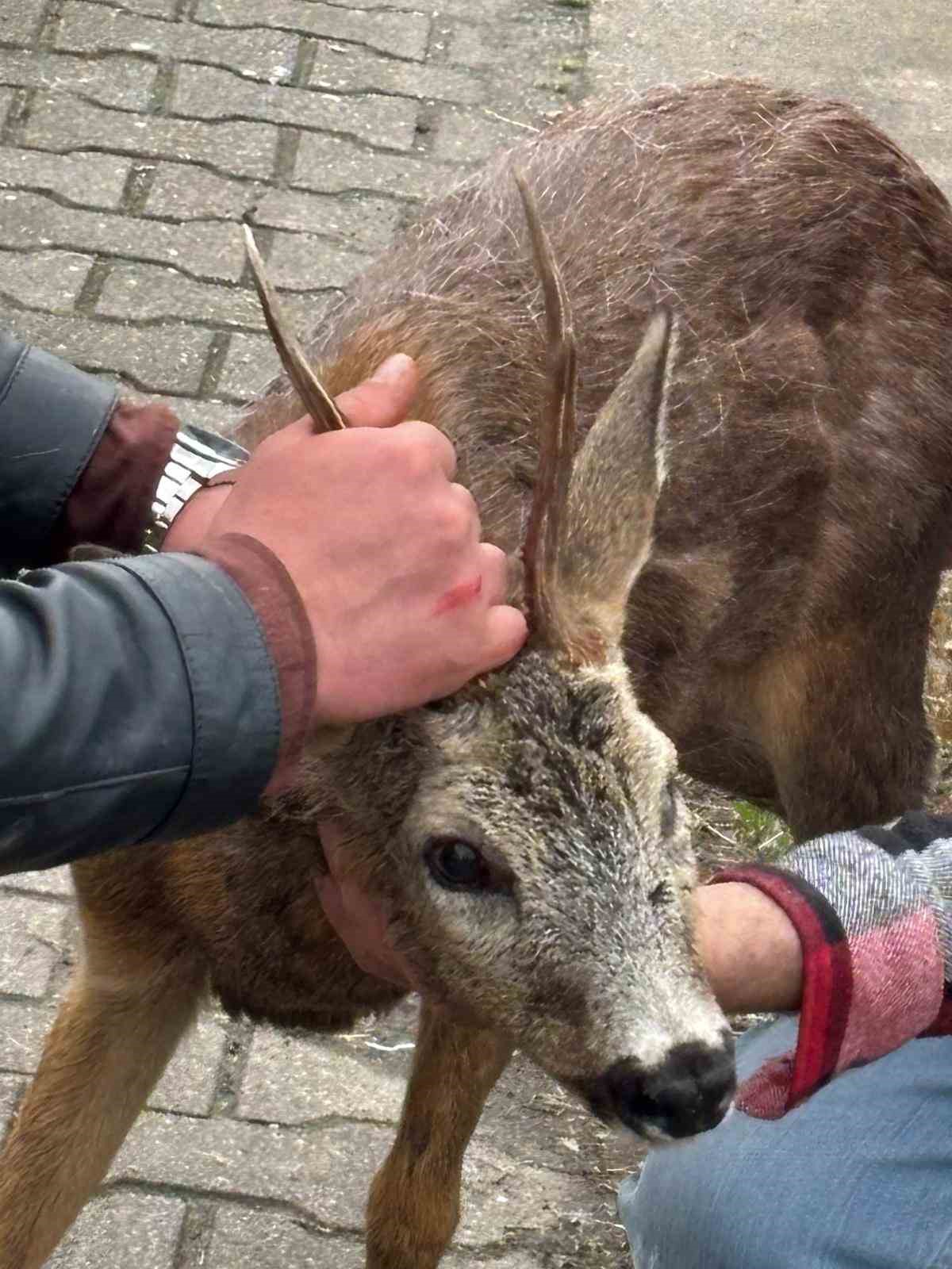 Köpeklerin saldırdığı karacayı duyarlı vatandaş kurtardı