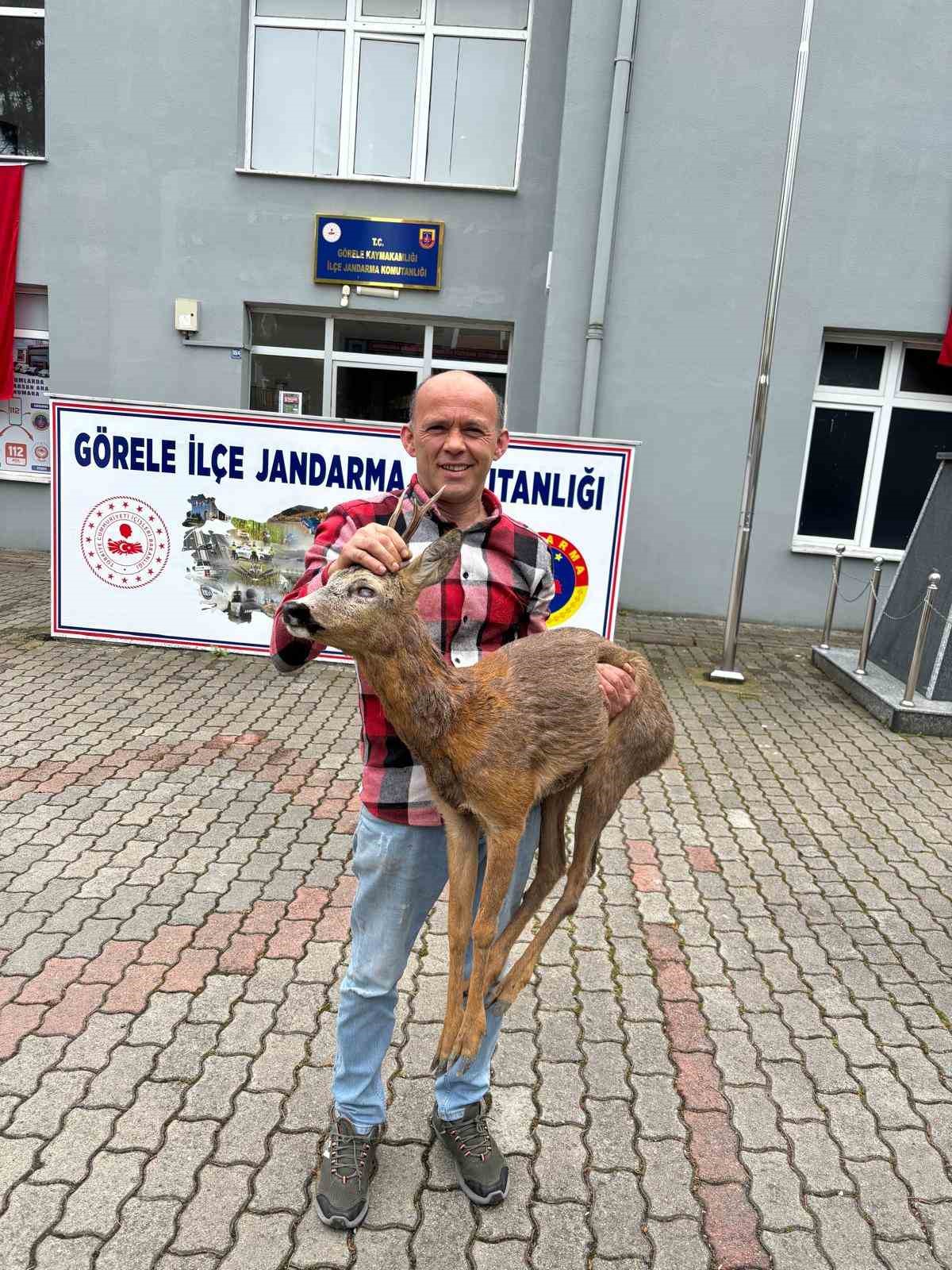K&ouml;peklerin saldırdığı karacayı duyarlı vatandaş kurtardı
