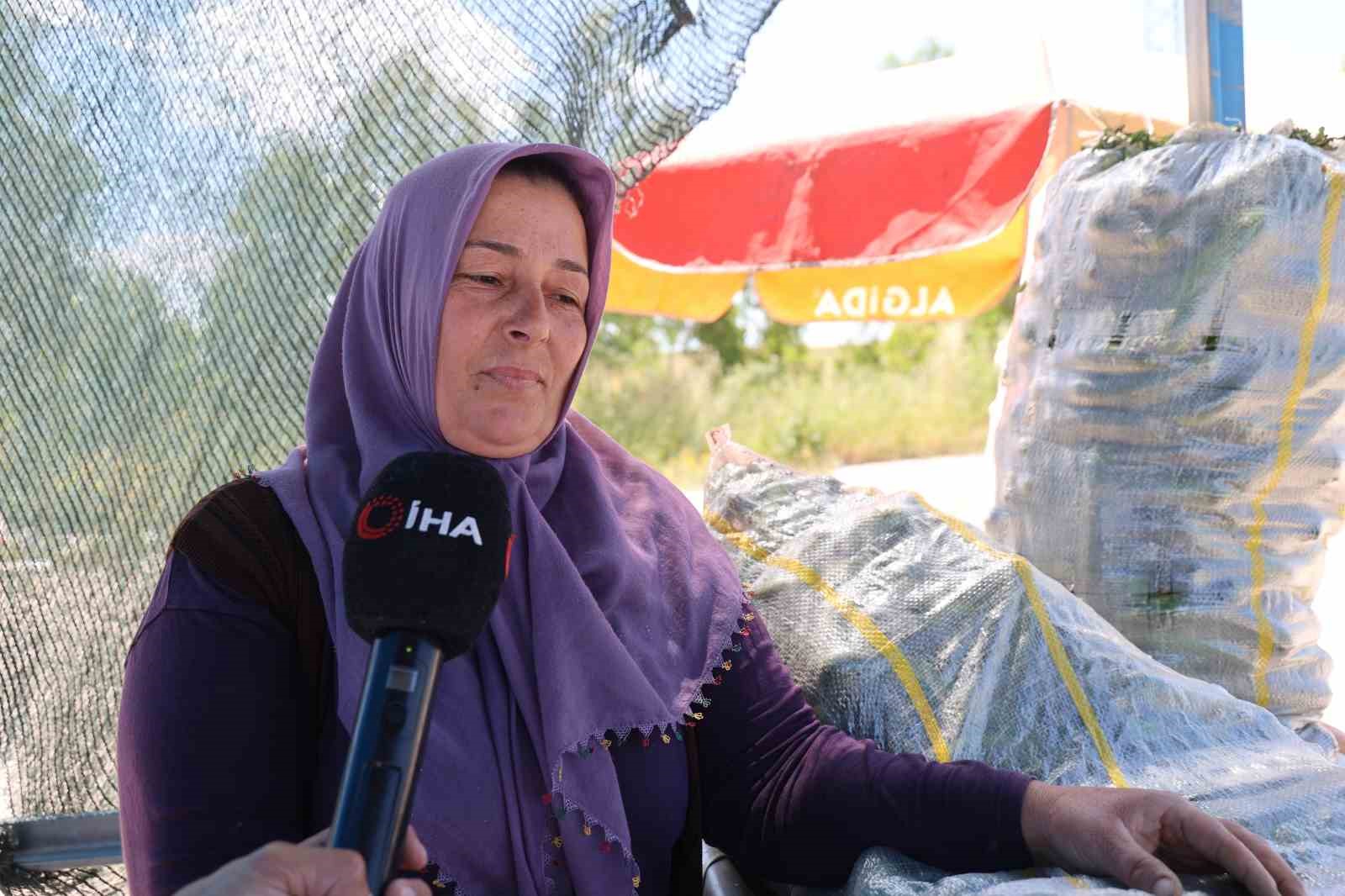 Ata tohumu Karak&ouml;y salatalığında hasat başladı
