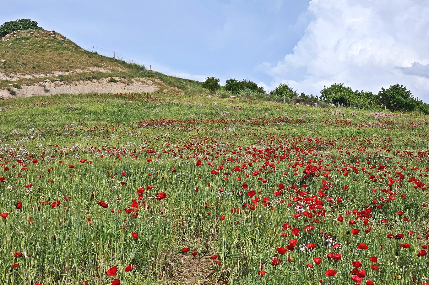 Şırnak’ta gelincik tarlasında görsel şölen