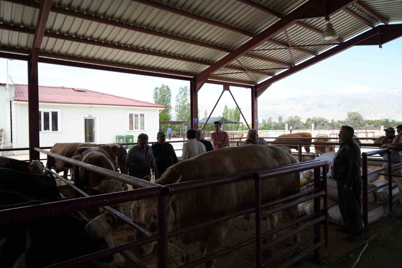 Erzincan&rsquo;da Kurban Bayramı hareketliliği başladı
