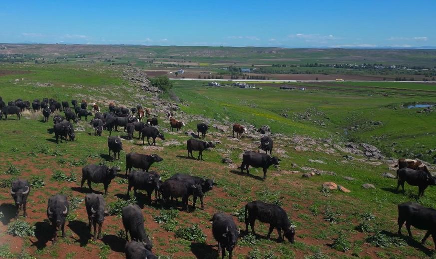 Devlet destekleriyle Diyarbakır’da manda sayısı 21 bin 500’e ulaştı