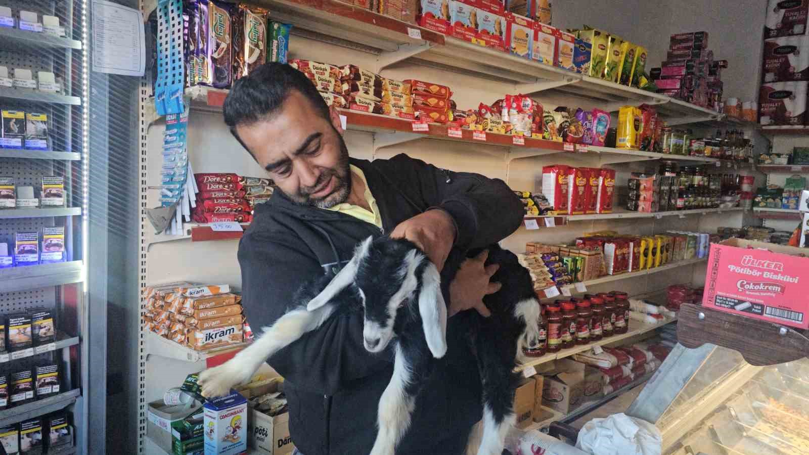 Elazığ’da ’Zeytin’ isimli oğlak, mahallenin maskotu haline geldi