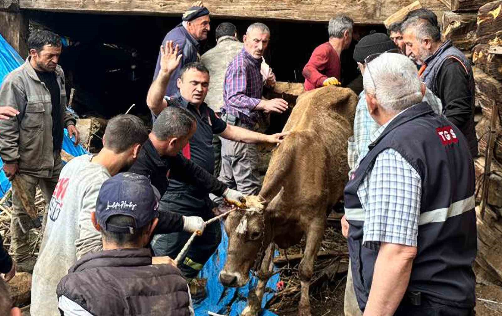 Ahır g&ouml;&ccedil;&uuml;ğ&uuml;nde can pazarı: Kadın ağır yaralı kurtarıldı, hayvanlar enkaz altında kaldı

