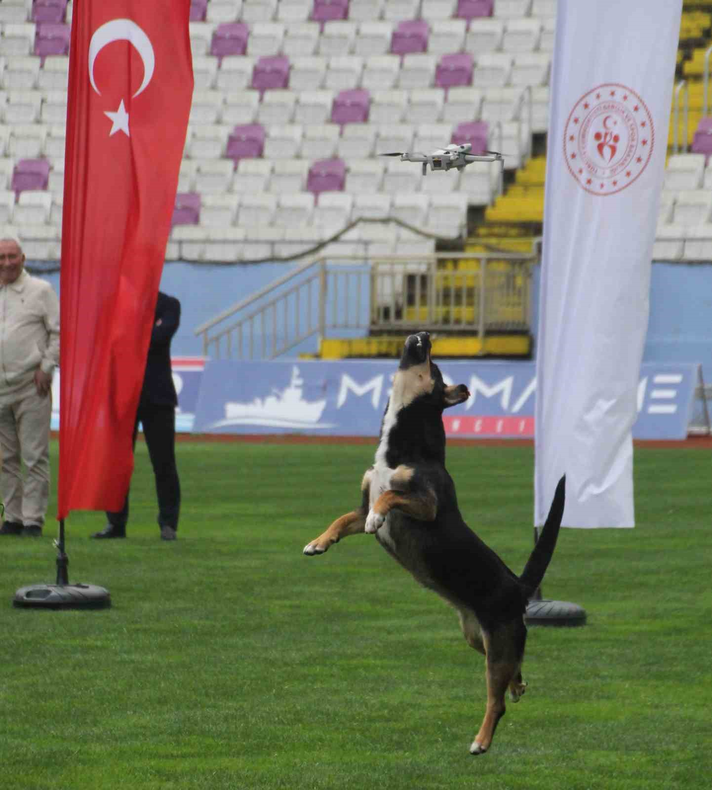 19 Mayıs kutlamalarında tehlikeli anlar: Stada giren başıboş köpek, dronu böyle düşürdü