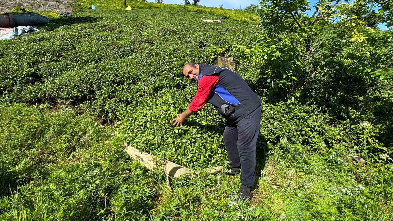 Rize&rsquo;de g&uuml;neşli havayı fırsat bilen &ccedil;ay &uuml;reticileri hasat i&ccedil;in bah&ccedil;elere girmeye başladı

