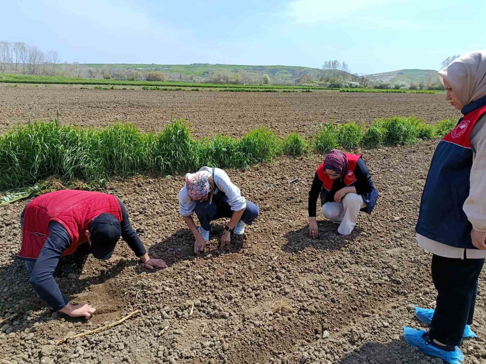 Kadın üreticiler fasulye tohumlarını toprakla buluşturdu
