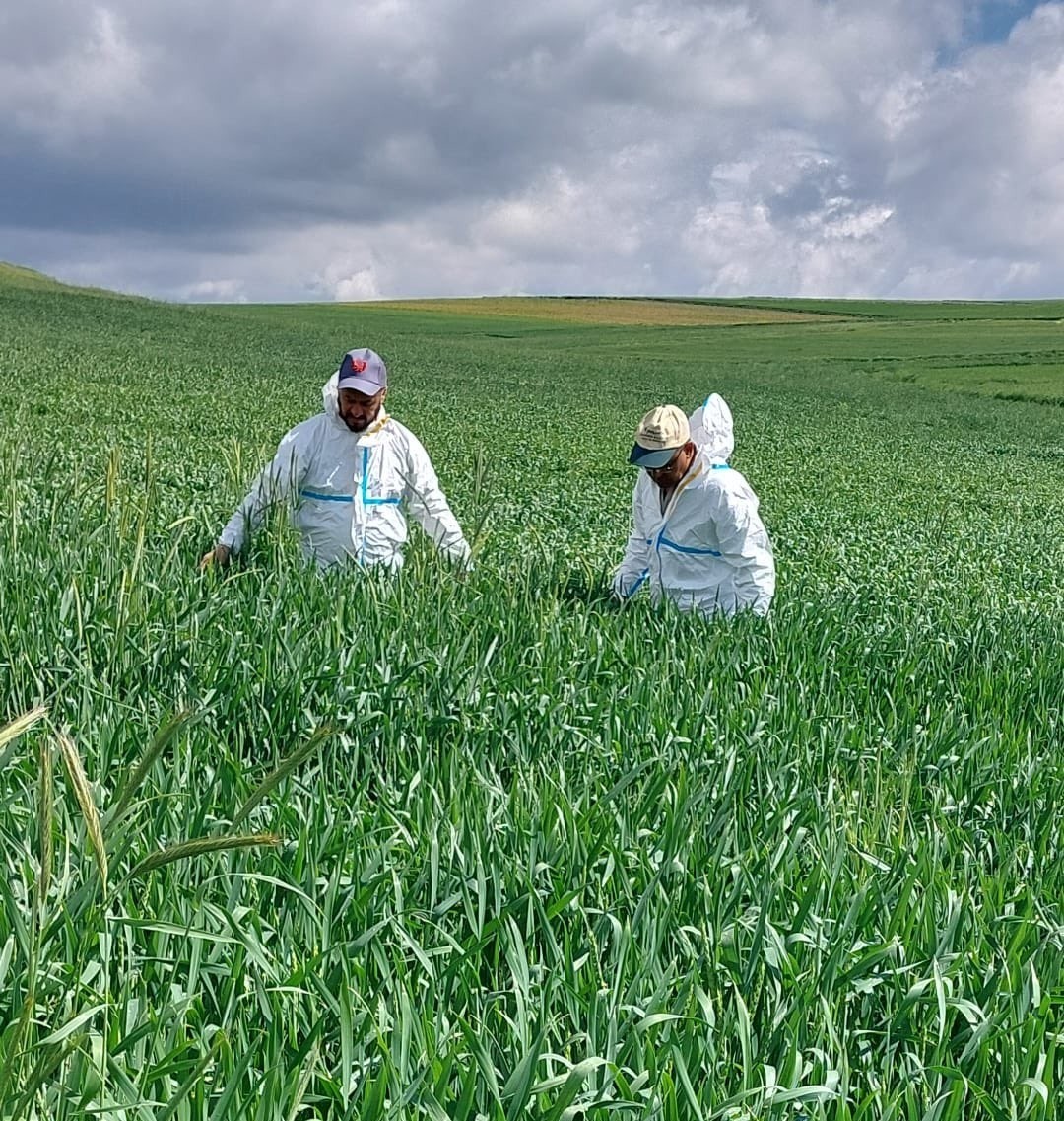 Yozgat&rsquo;ta s&uuml;ne m&uuml;cadelesi başladı
