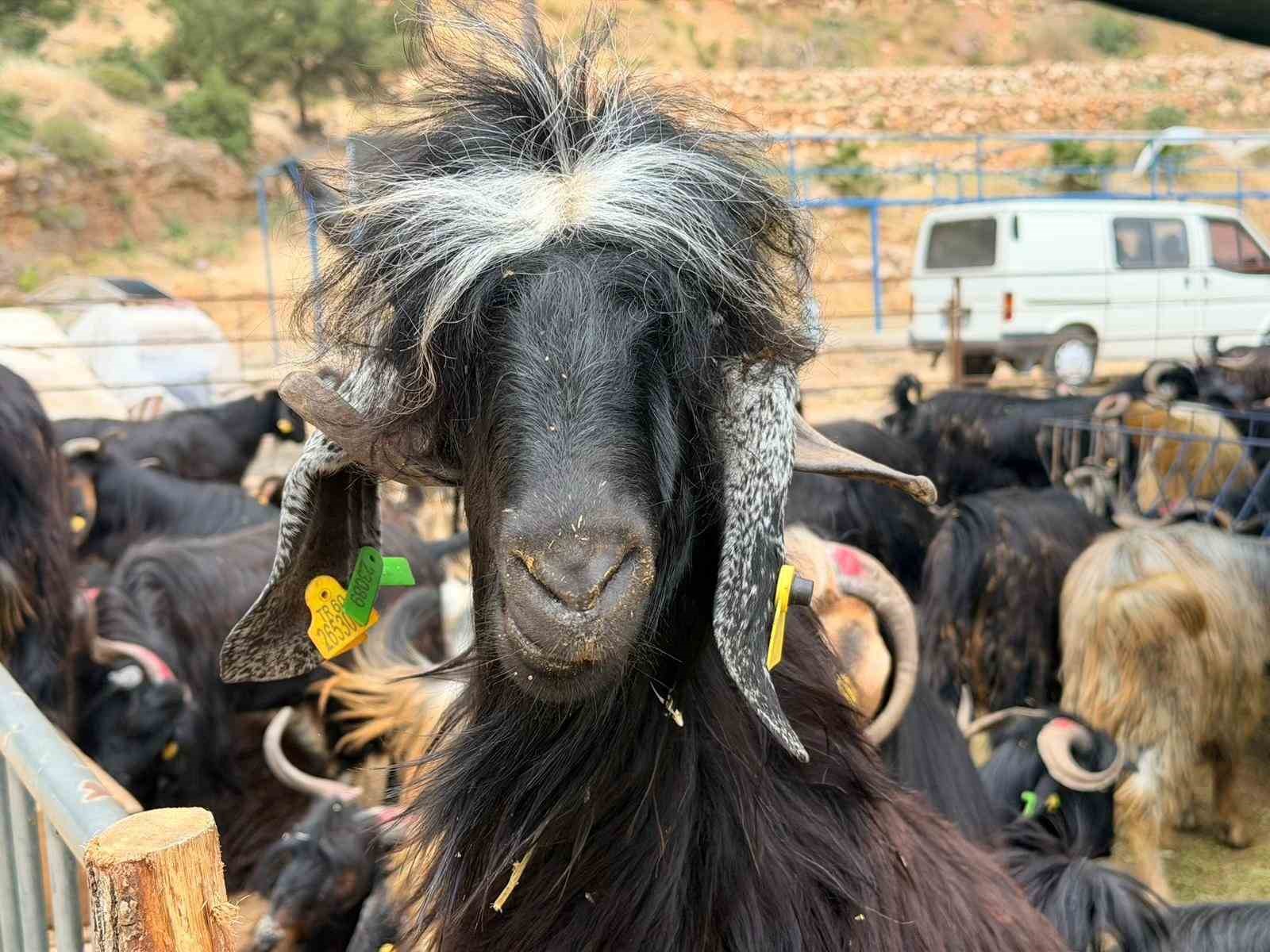 Kepez’in kurban pazarları hizmette