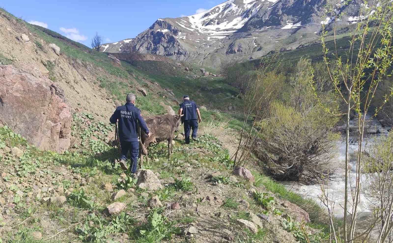Hakkari&rsquo;de bataklığa saplanan inek kurtarıldı
