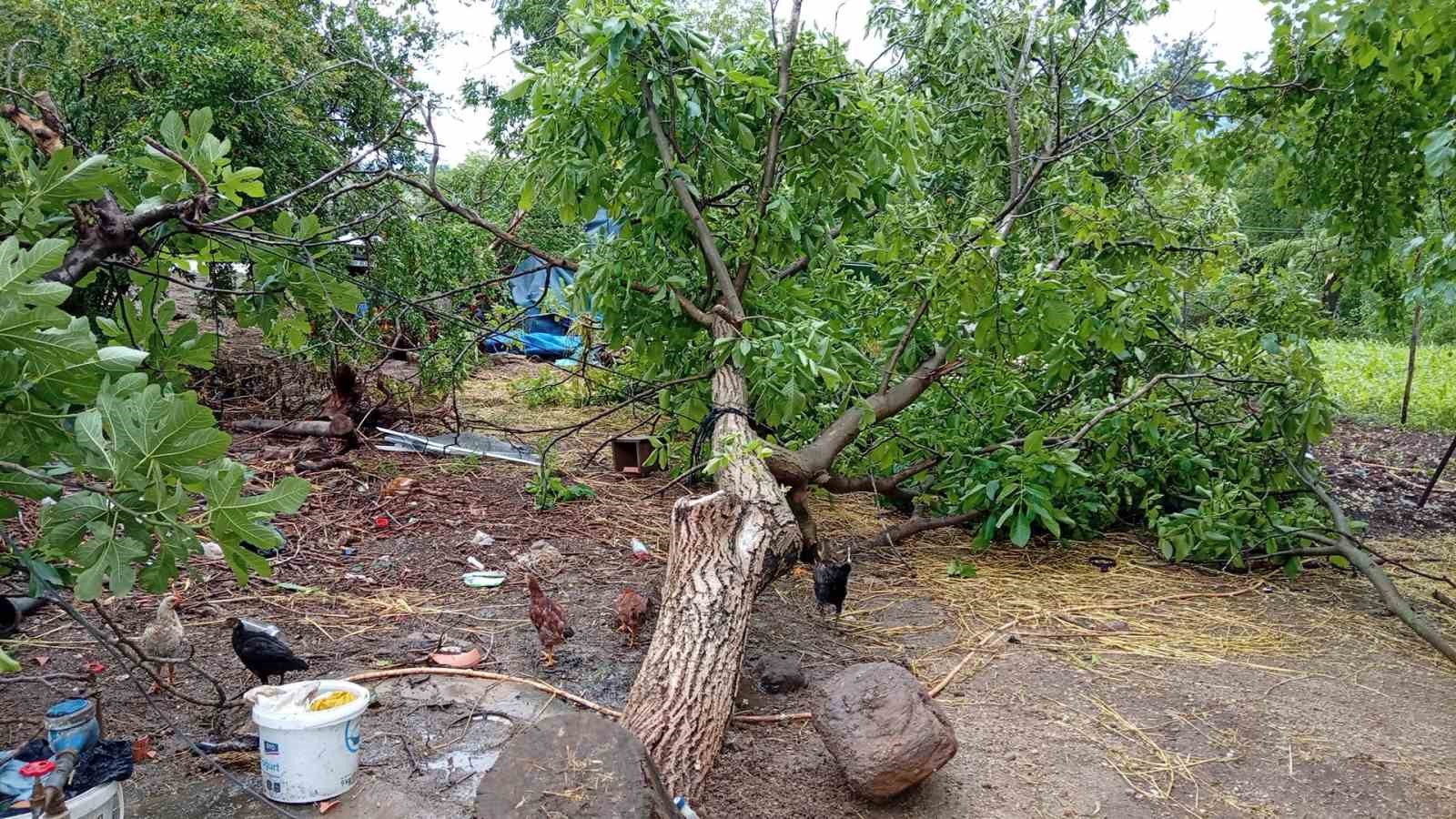 Osmaniye’de hortum ağaçları kökünden söktü
