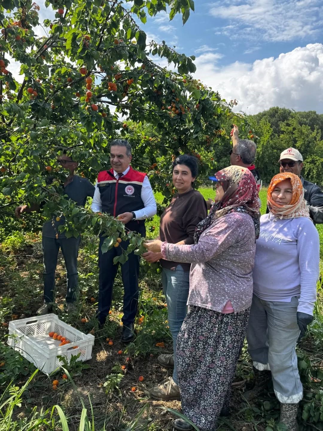 Kayısı bahçelerinde hasat başladı