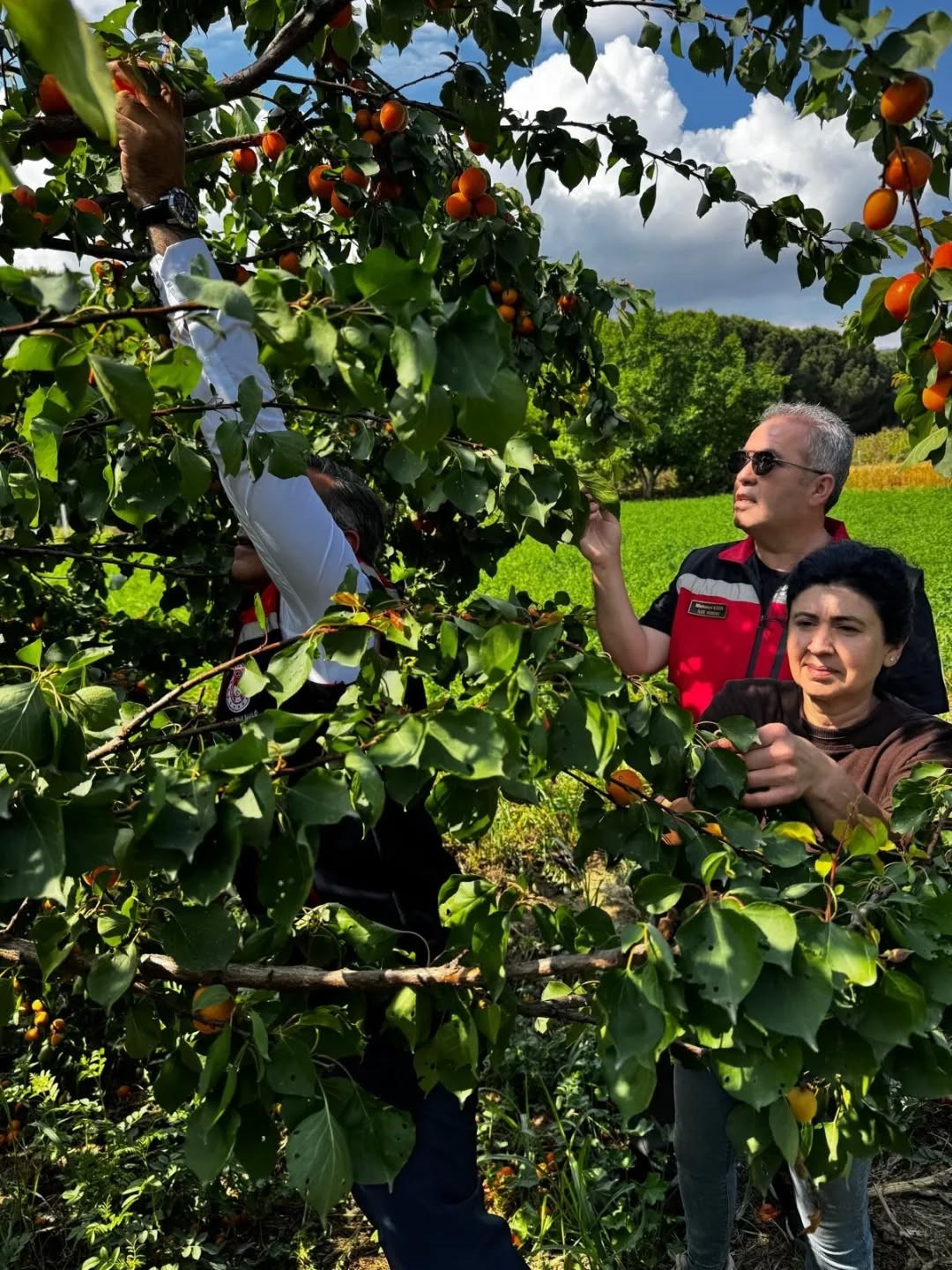 Kayısı bah&ccedil;elerinde hasat başladı
