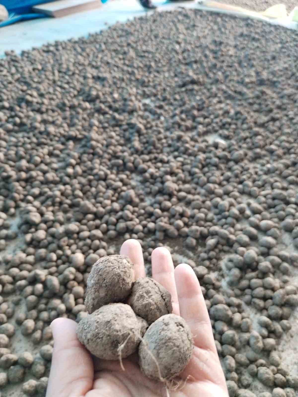 Bozdoğan’da salep hasadı kontrol altında
