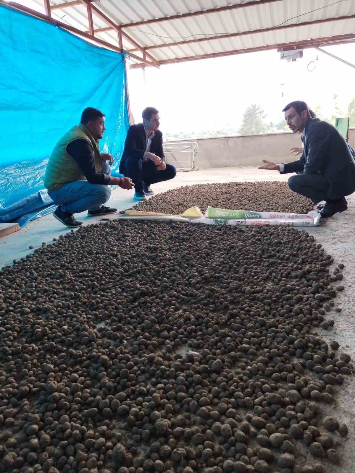 Bozdoğan’da salep hasadı kontrol altında
