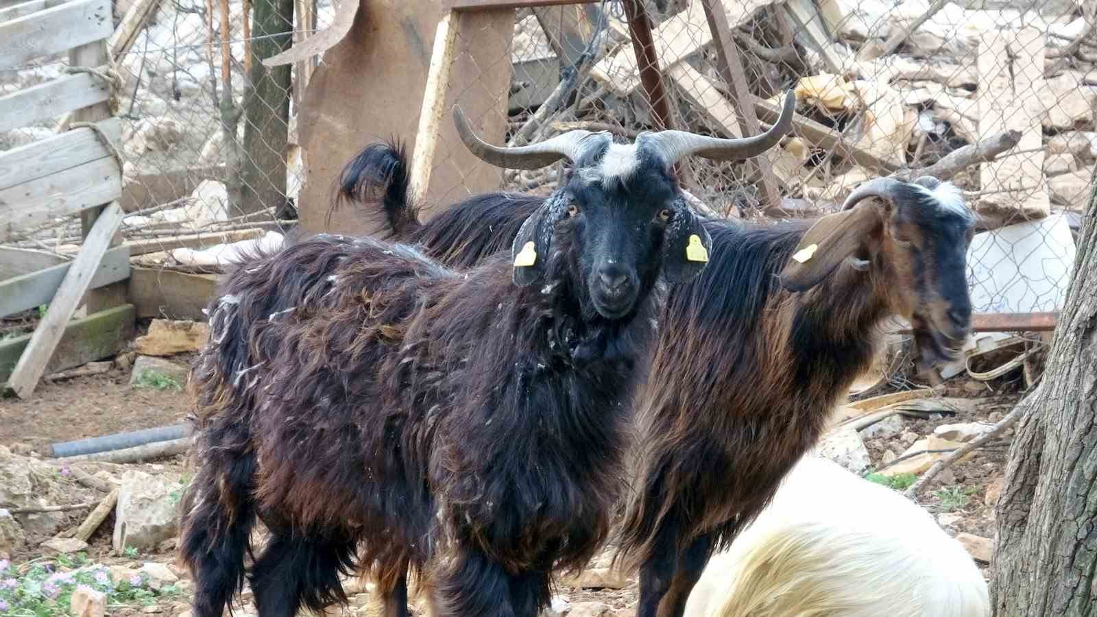 Muğla’da Kurbanlık satışında hareketlilik başladı