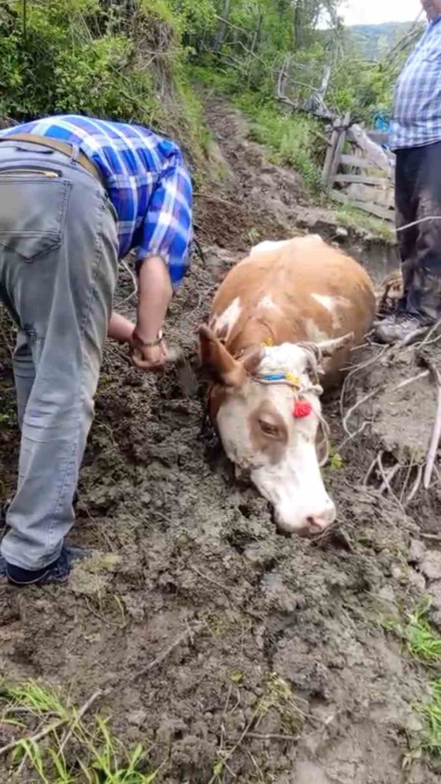 Çamura saplanan büyükbaş hayvanı vatandaşlar kurtardı