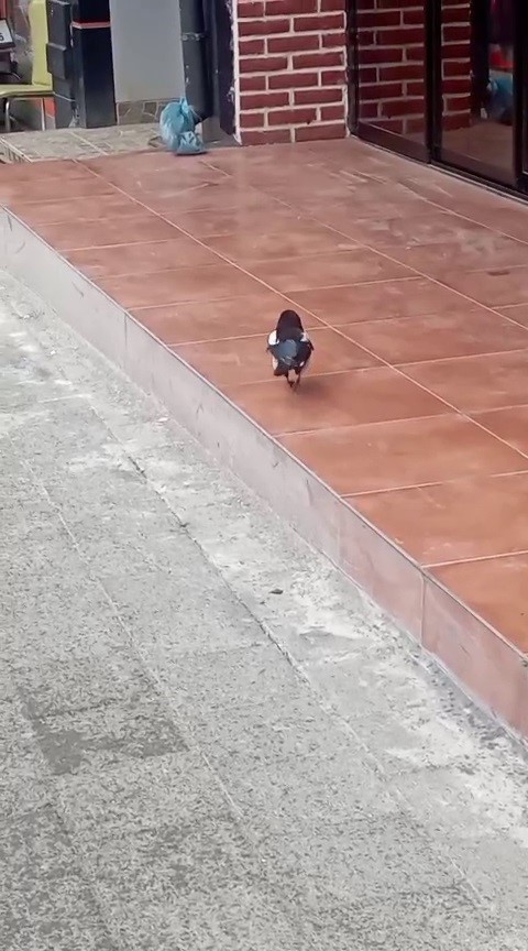 Yağmurdan ka&ccedil;an yavru karga iş yerine sığındı
