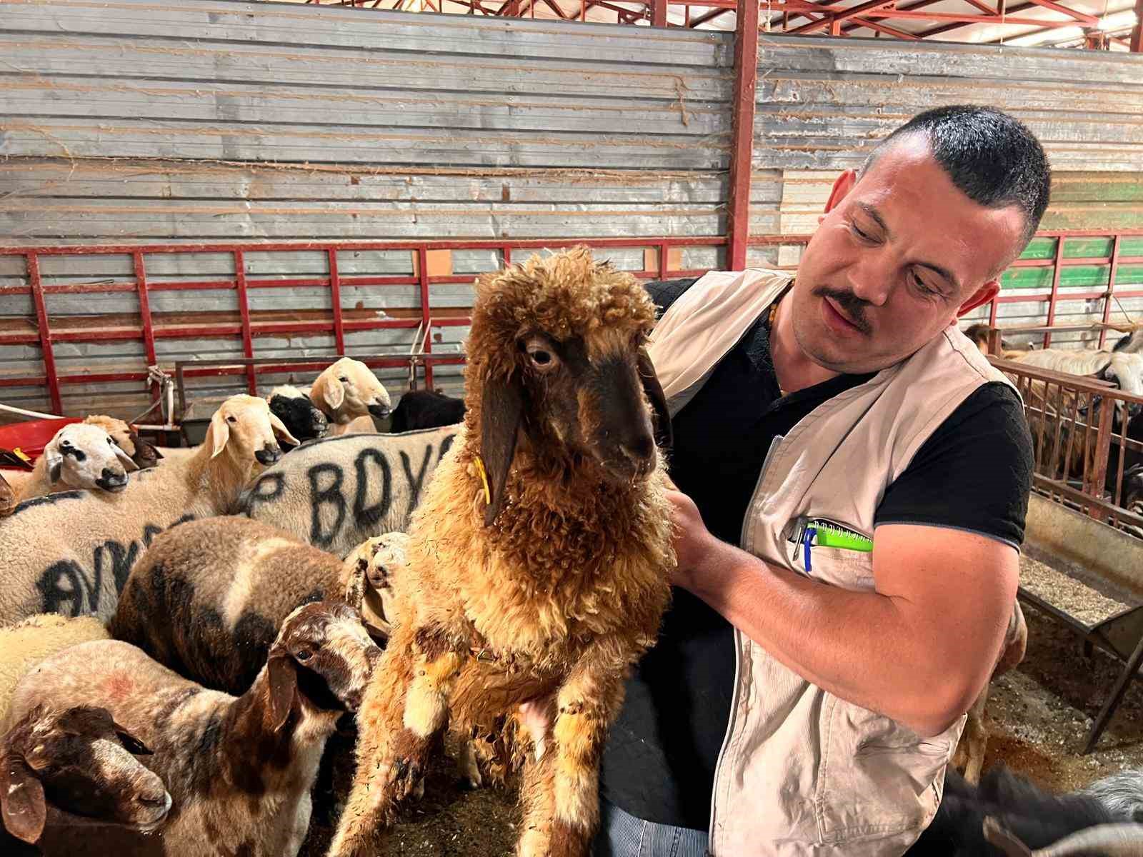 Kahramanmaraş&rsquo;ta hayvan pazarında sakinlik hakim
