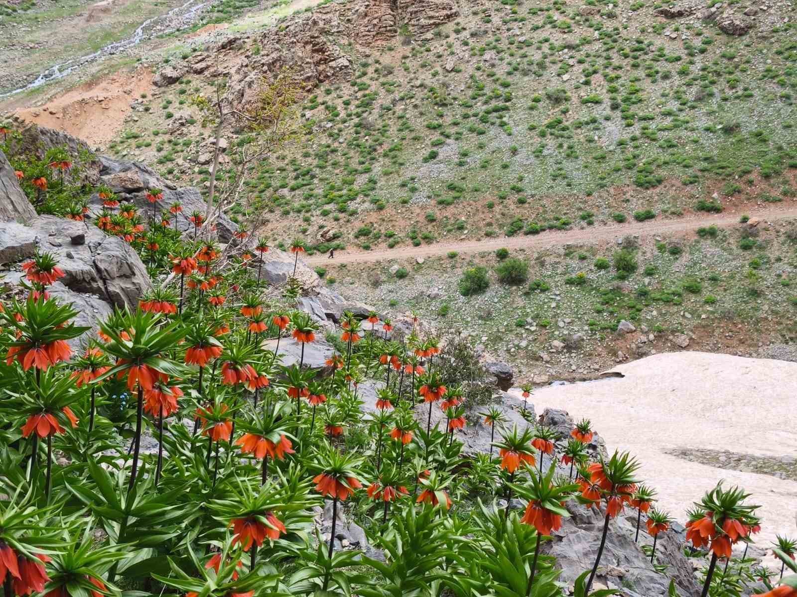 Şırnak&rsquo;ın doğal mirası "ters lale" i&ccedil;in kritik uyarı: Koparmanın cezası 700 bin lira
