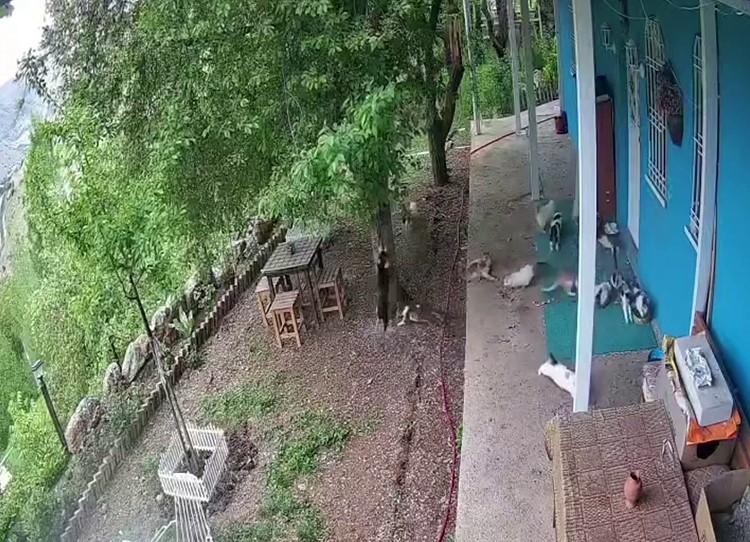 Malatya’da deprem paniği: Kedilerin panikle kaçışı kamerada
