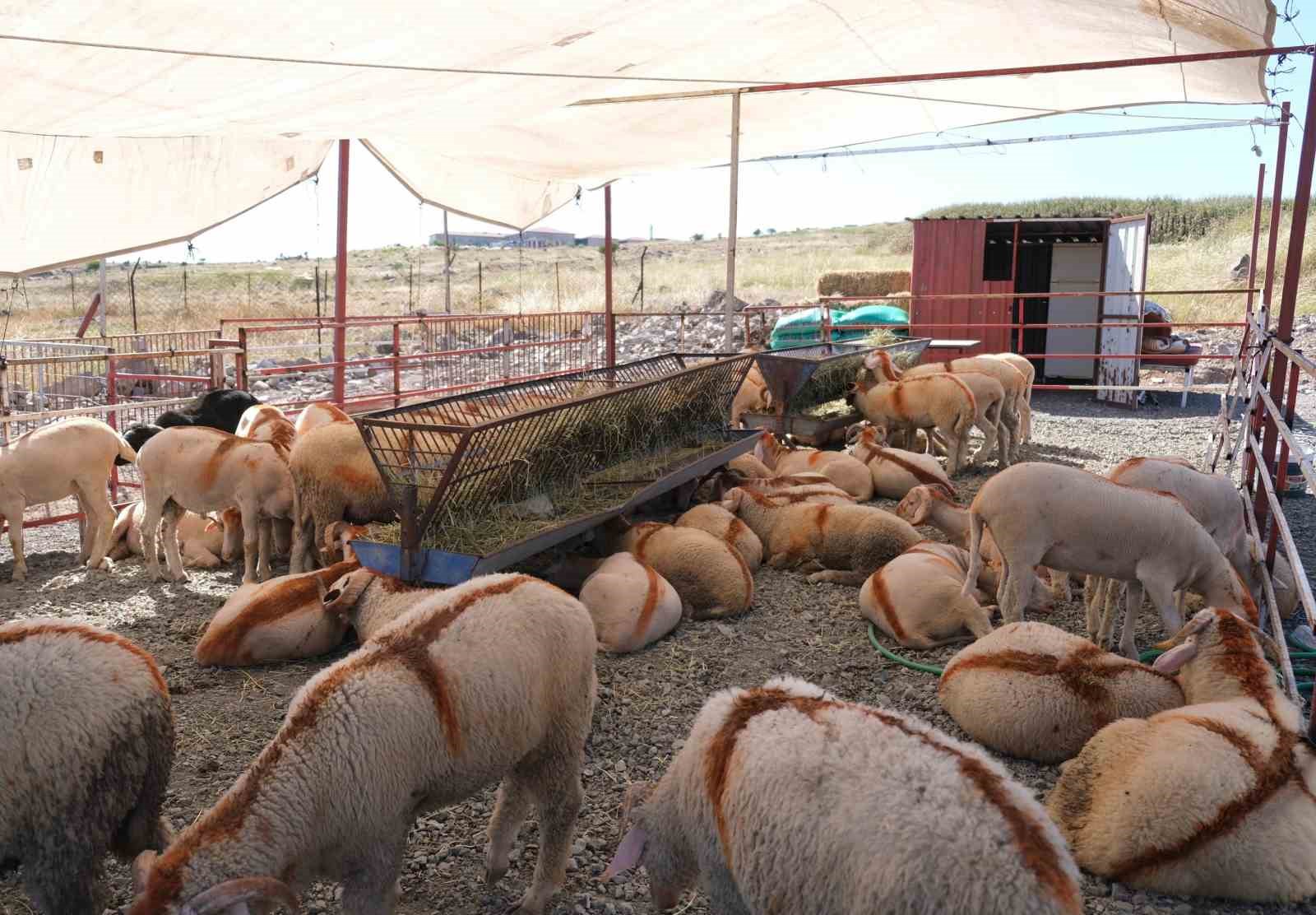 Ayvalık’ta kurban pazarı hizmete açıldı