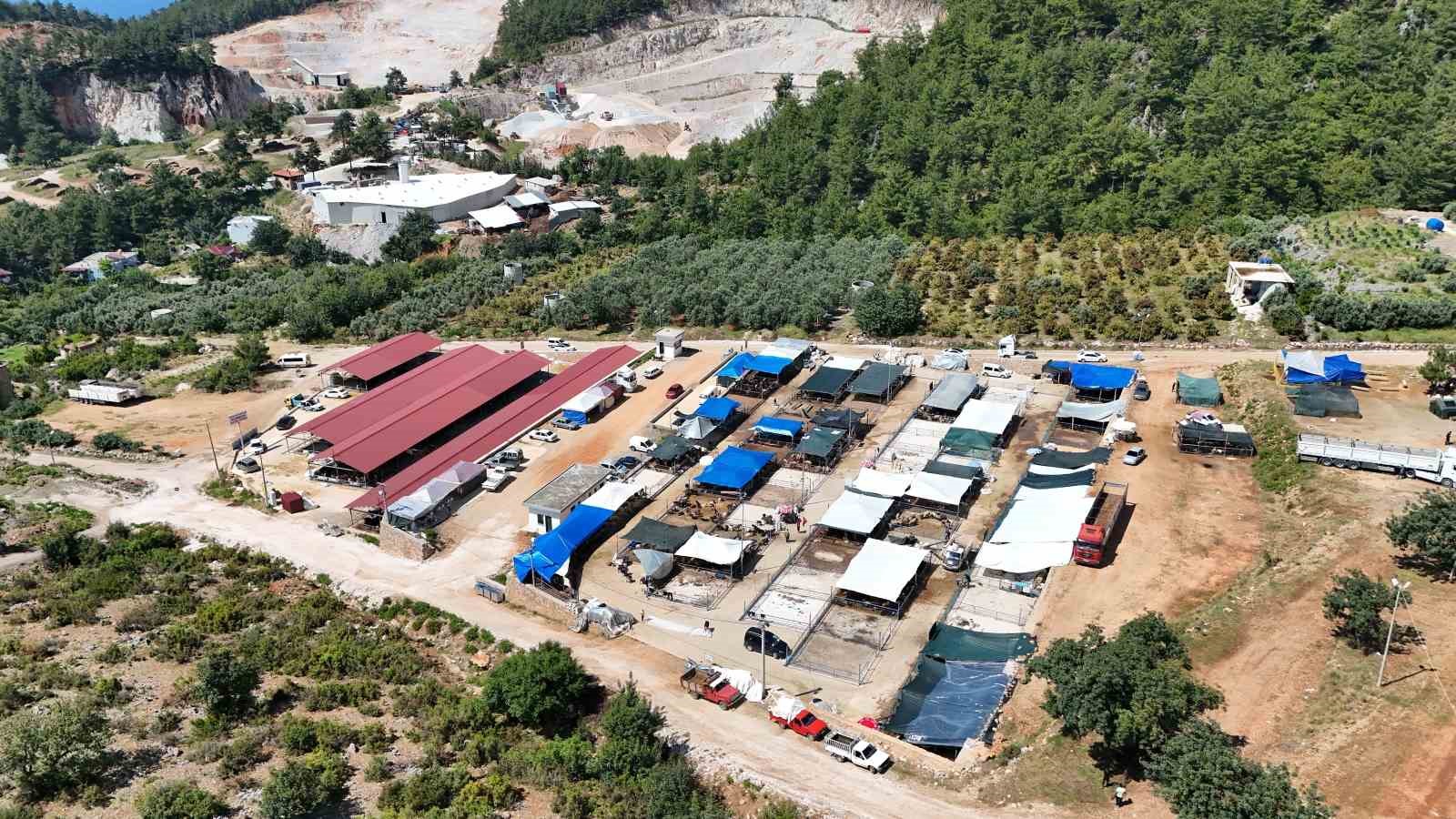 Alanya’da kurban pazarının gözdesi 1 ton 200 kilogramlık dana 450 bin TL’ye alıcı buldu
