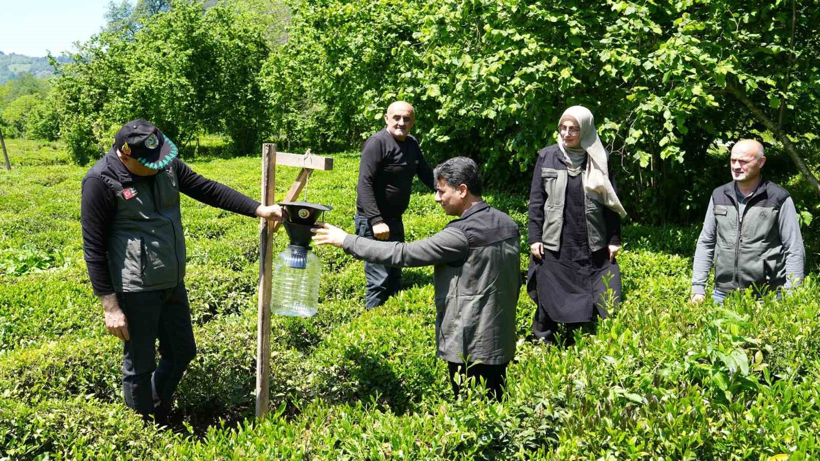 Kahverengi kokarca ile mücadelede 250 feromon tuzağı kuruldu