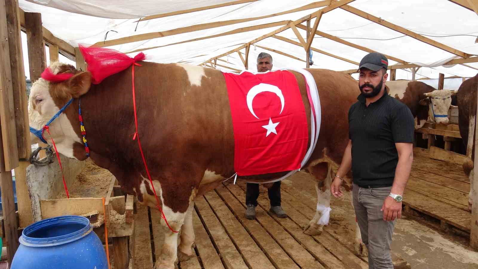 Bayram öncesi "Baron" ve "Kral" Ataşehir’de görücüye çıktı: "Şu anda rakibi yok, İstanbul’da tek"