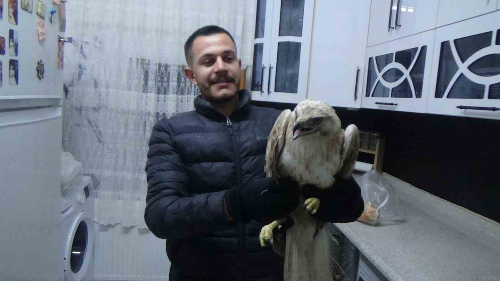 Yaralı kızıl şahini hayvanlara yem olması diye evine götürüp ekiplere teslim etti