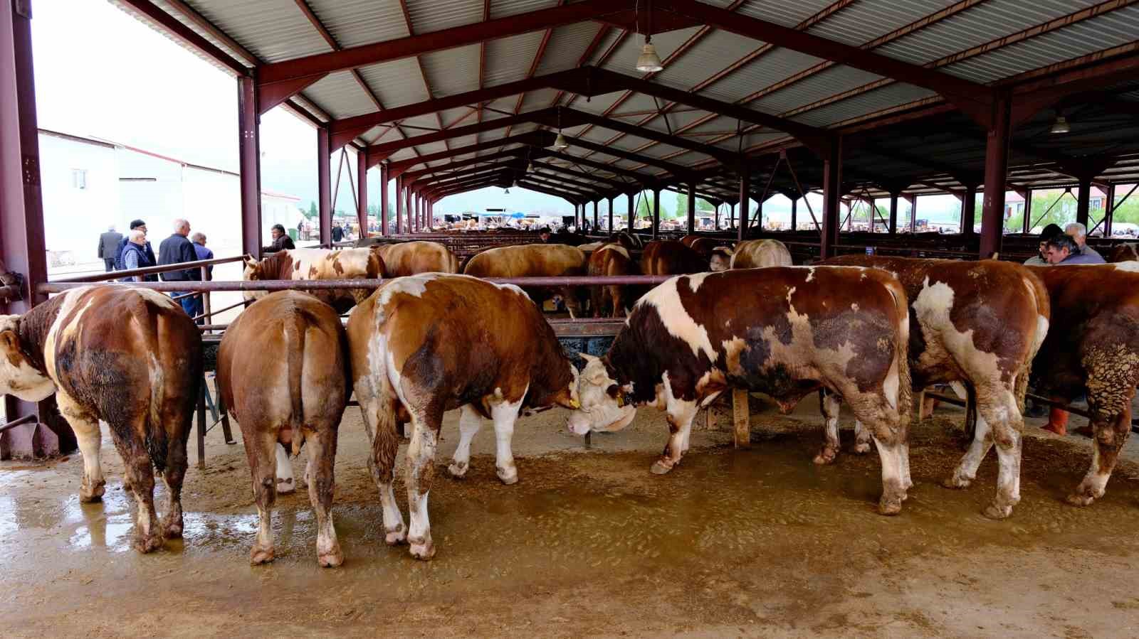 Erzincan’da hayvan pazarı hareketlendi: Sıkı pazarlıklar başladı