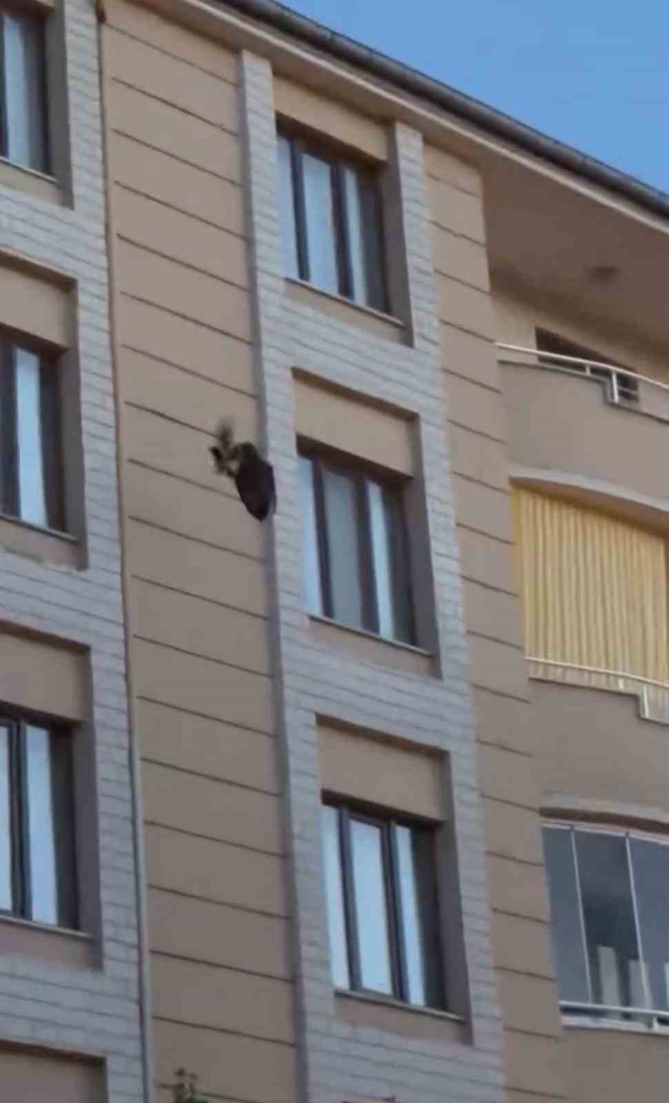 Iğdır&rsquo;da kargaların saldırısına uğrayan saz delicesi kameraya yansıdı
