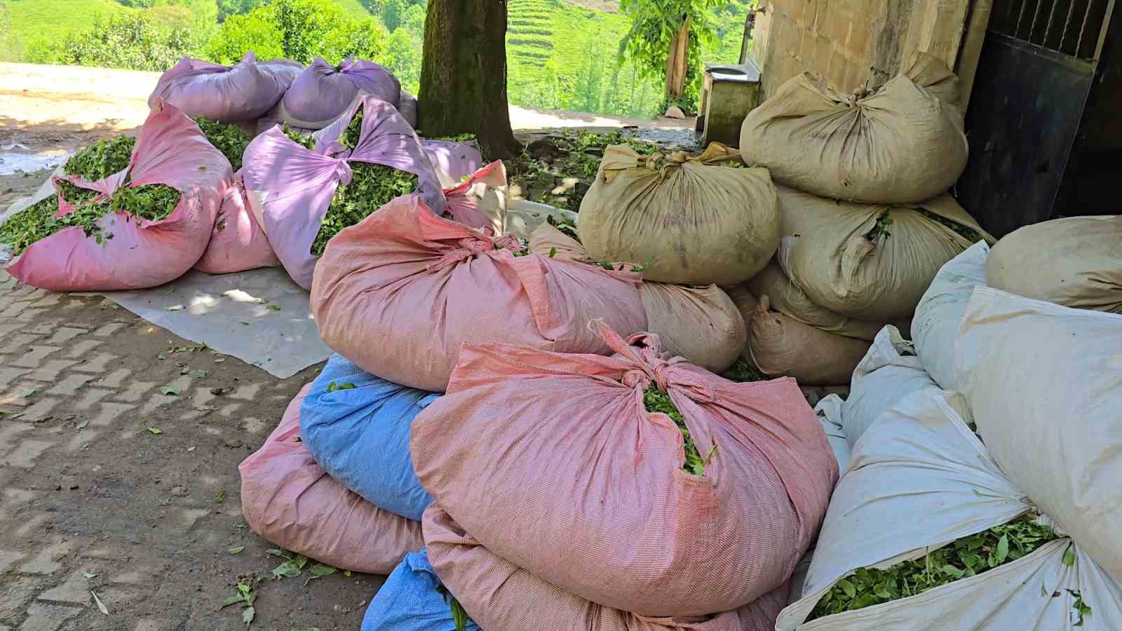&Ccedil;AYKUR sezonun ilk g&uuml;n&uuml;nde 900 ton &ccedil;ay aldı
