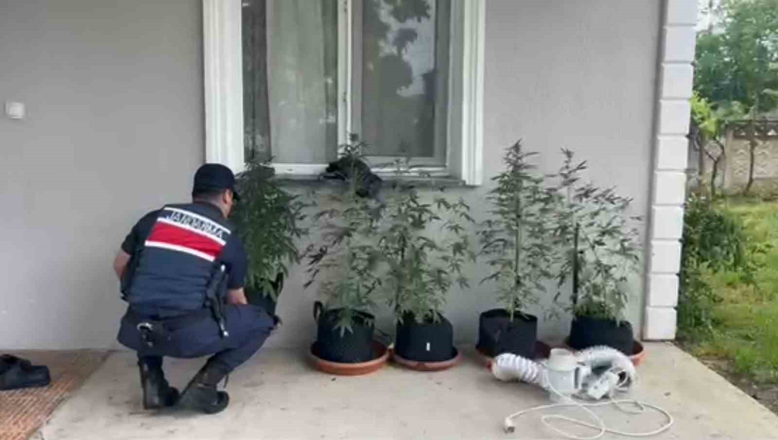 Evini kenevir bahçesine çeviren şahıs yakalandı
