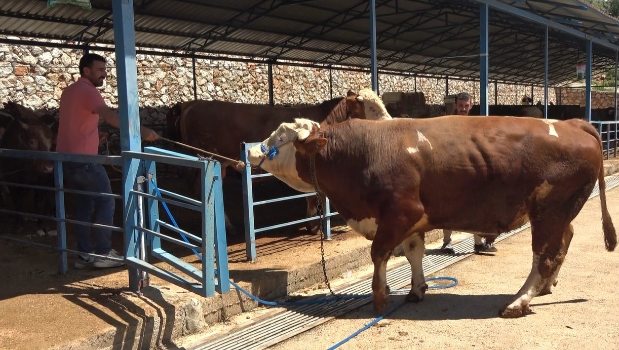 Alanya’da kurban pazarının gözdesi 1 ton 200 kilogramlık dana 450 bin TL’ye alıcı buldu