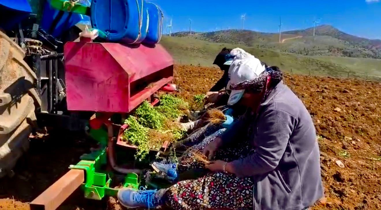 Yıllardır atıl durumda olan tarım arazilerine &lsquo;kekik&rsquo; ekimine başlandı
