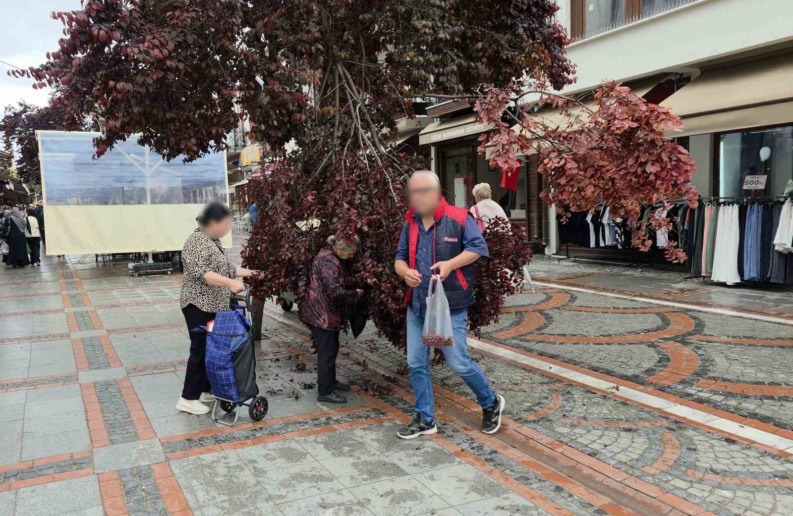 Şiddetli rüzgarda yağmur yağdı, ağaç kırıldı: Vatandaşlar erik peşine düştü