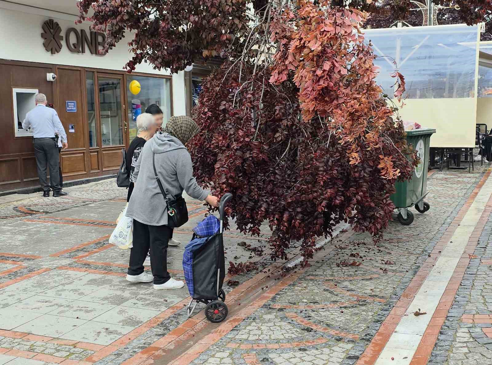 Şiddetli r&uuml;zgarda yağmur yağdı, ağa&ccedil; kırıldı: Vatandaşlar erik peşine d&uuml;şt&uuml;

