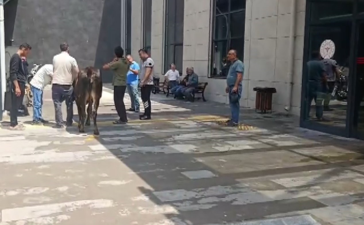 Nizip’te kaçan kurbanlık dana soluğu acil serviste aldı
