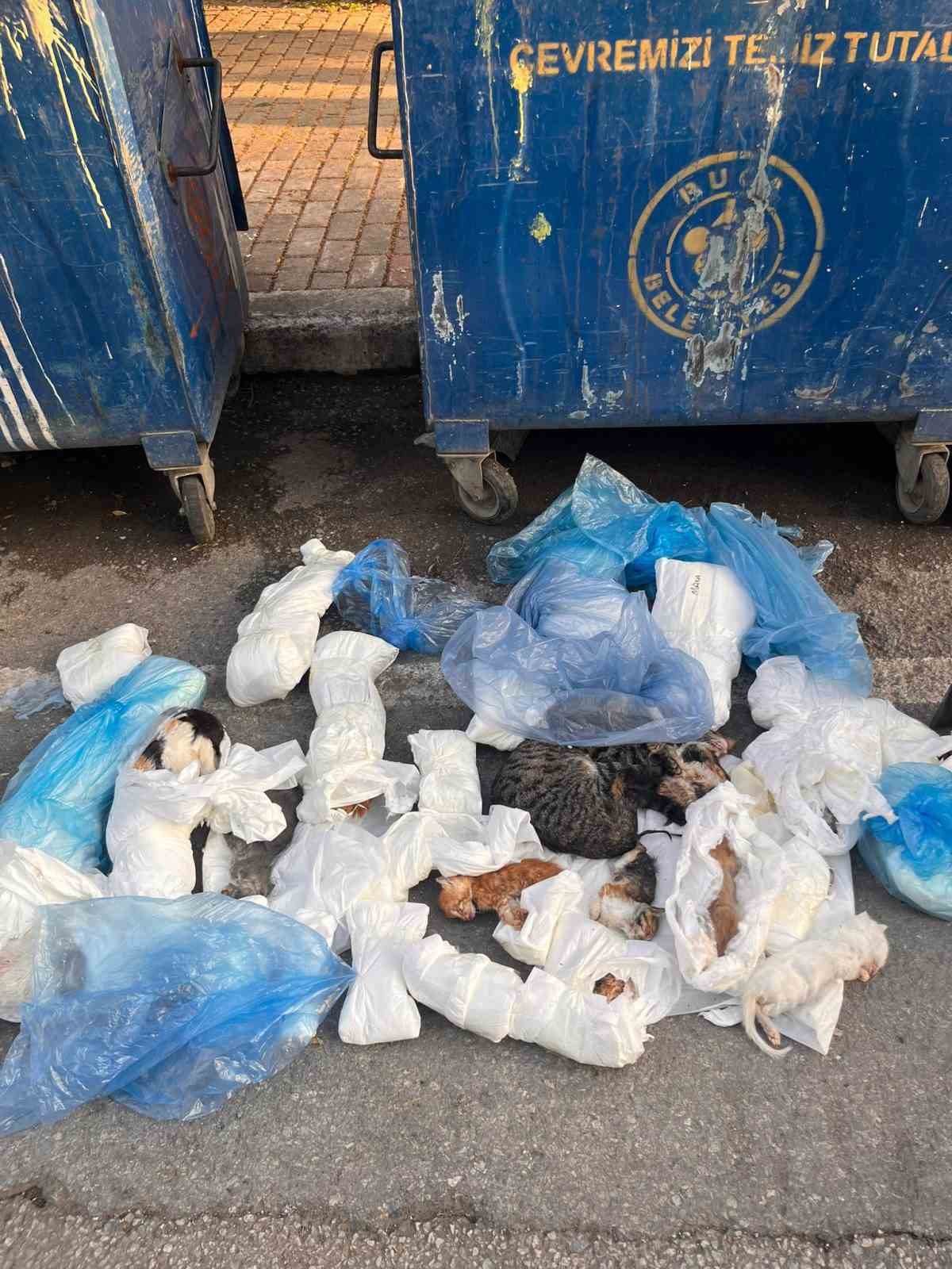 Poşetler i&ccedil;inde bulunan 33 &ouml;l&uuml; kedi ile ilgili soruşturma başlatıldı
