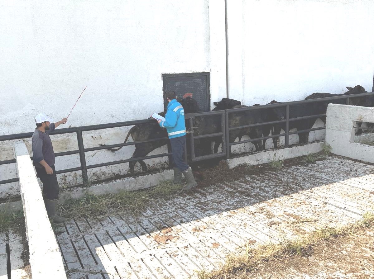 Kütahya’da ithal besilik danaların aşılama ve sağlık kontrolleri yapıldı