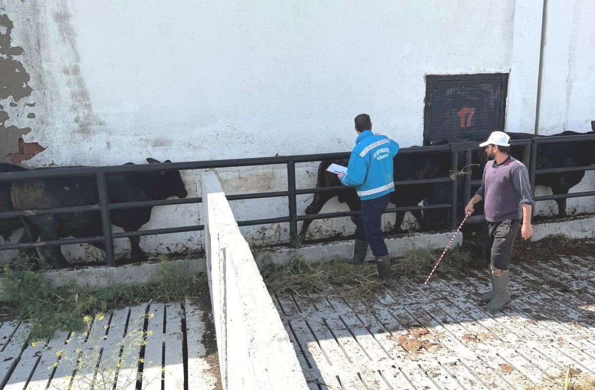 K&uuml;tahya&rsquo;da ithal besilik danaların aşılama ve sağlık kontrolleri yapıldı
