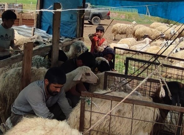 Kemah’ta küçükbaş hayvanlar için sağlık taraması yapıldı