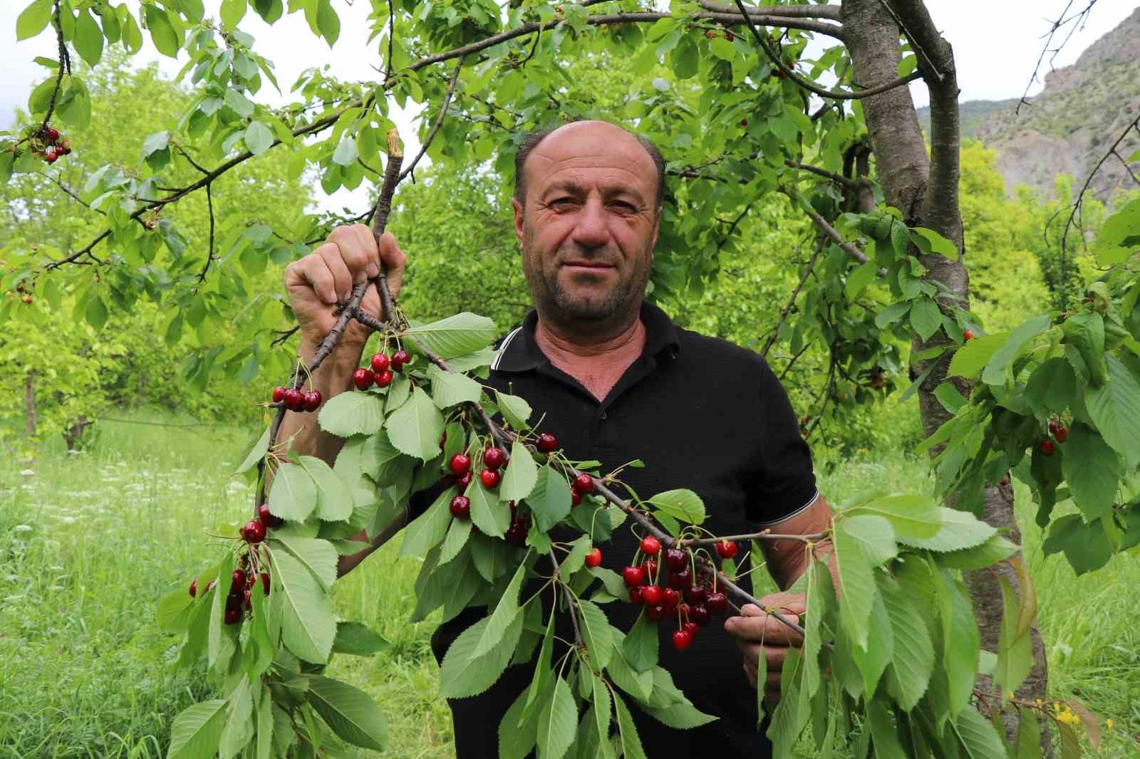 Bu kirazların ilk hasatı satılmıyor, misafirlere ikram ediliyor