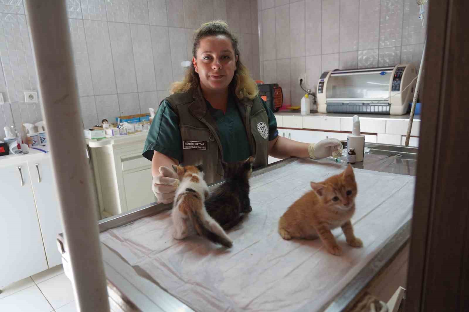 Mazgalda sıkışan kedi yavruları kurtarıldı